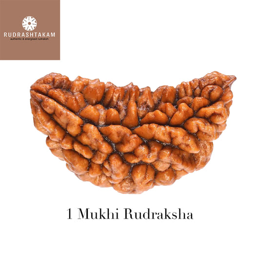 1 Mukhi Rudraksha