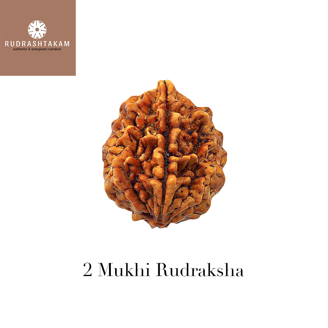 2 Mukhi Rudraksha.